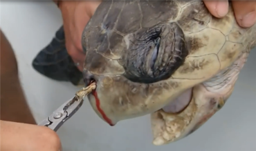 Sea turtle suffering from Plastic contamination of the ocean - Revive Zone