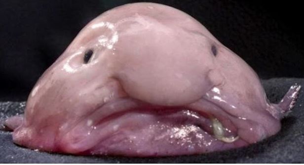 most ugly fish - blob fish