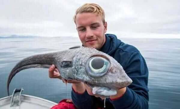 deep water animals - Bulbous Eye Fish